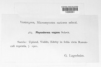 Physoderma vagans image